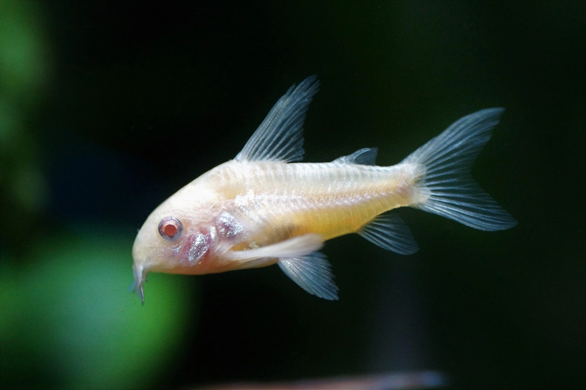 a singular albino corydora