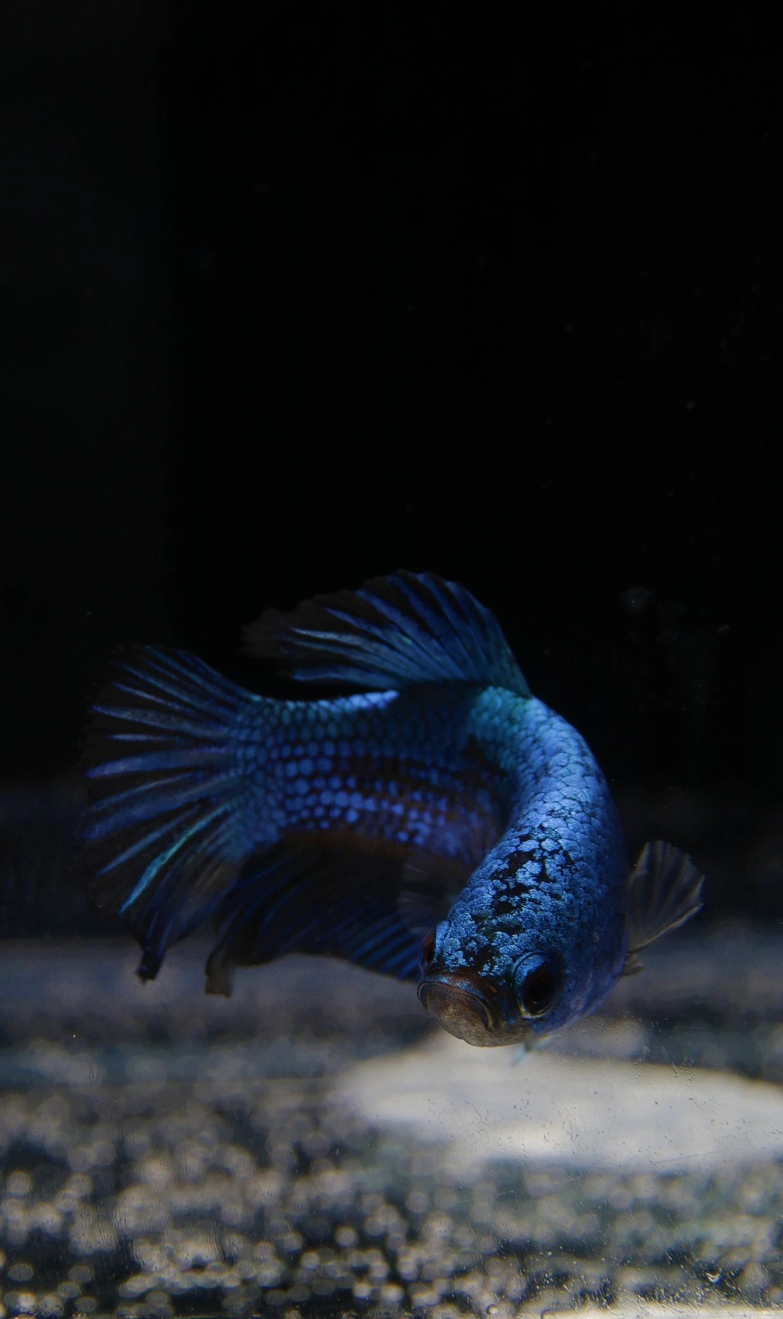 black tetras swimming