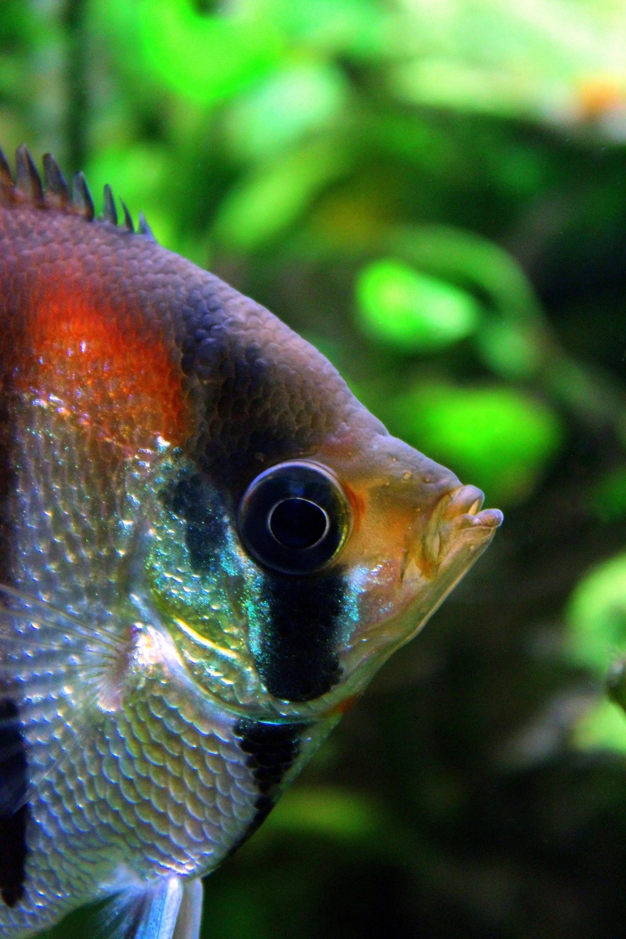 close up image of angelfish face from a side view