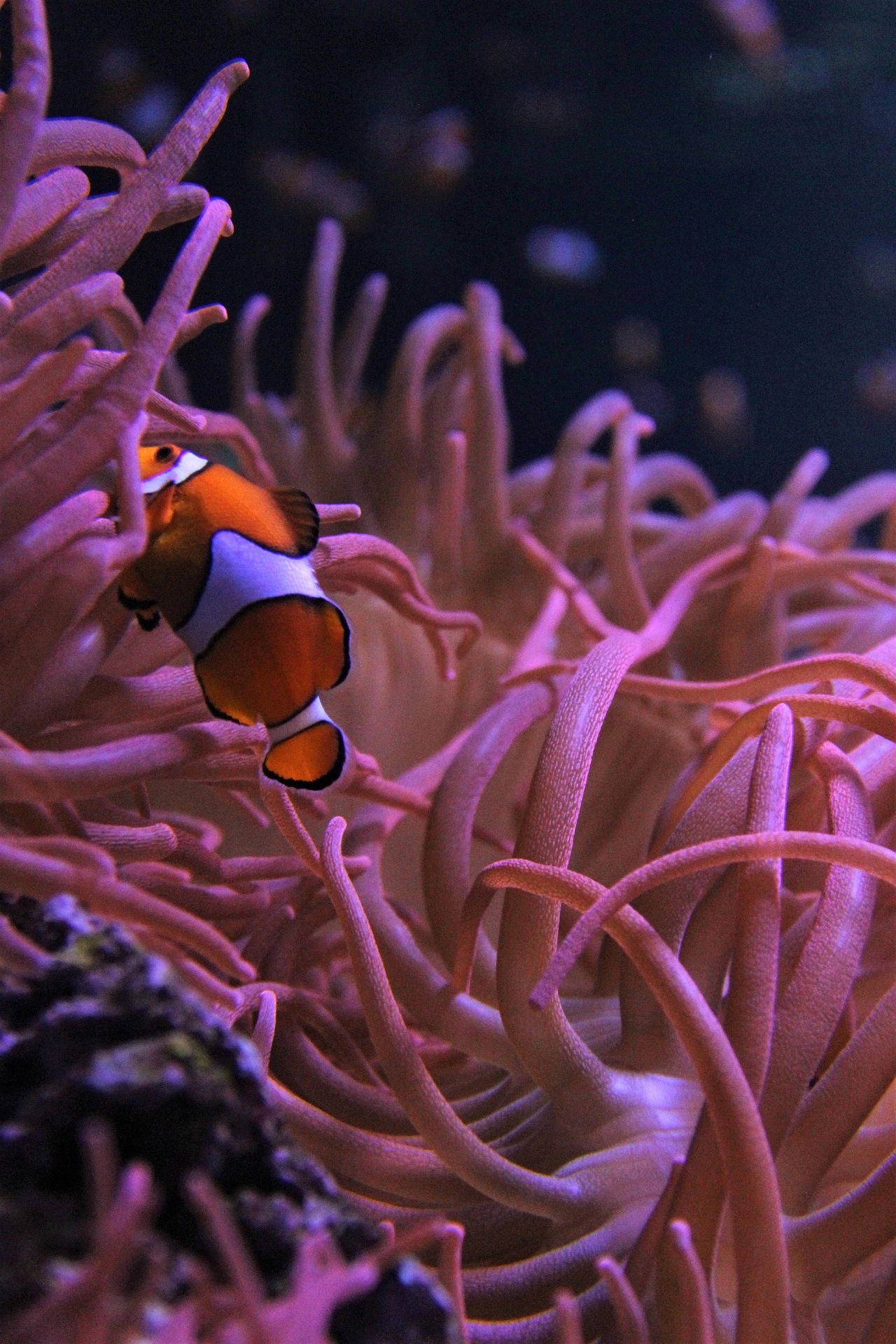 close up image of clownfish hiding in coral
