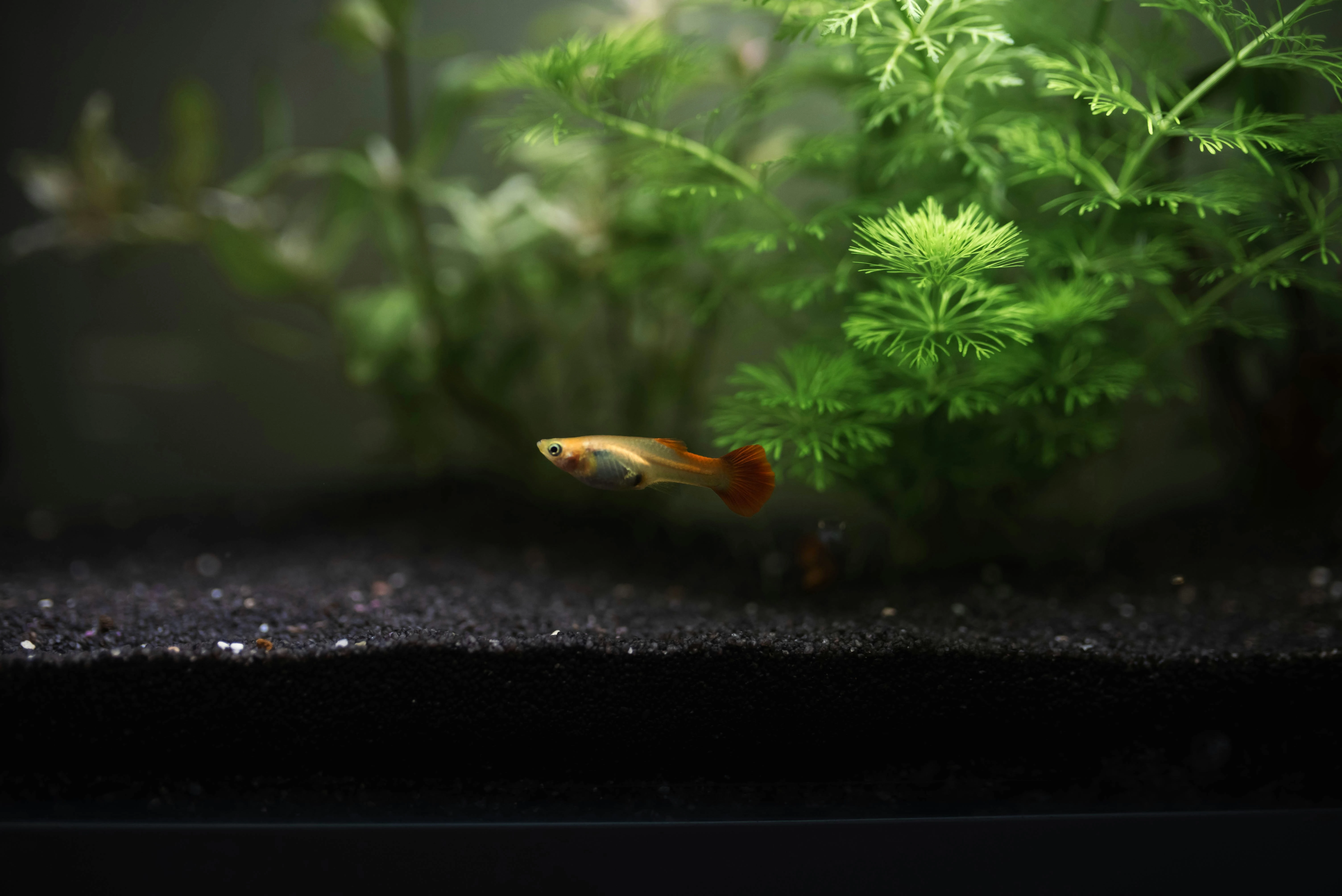 goldblonde guppy swimming in plants