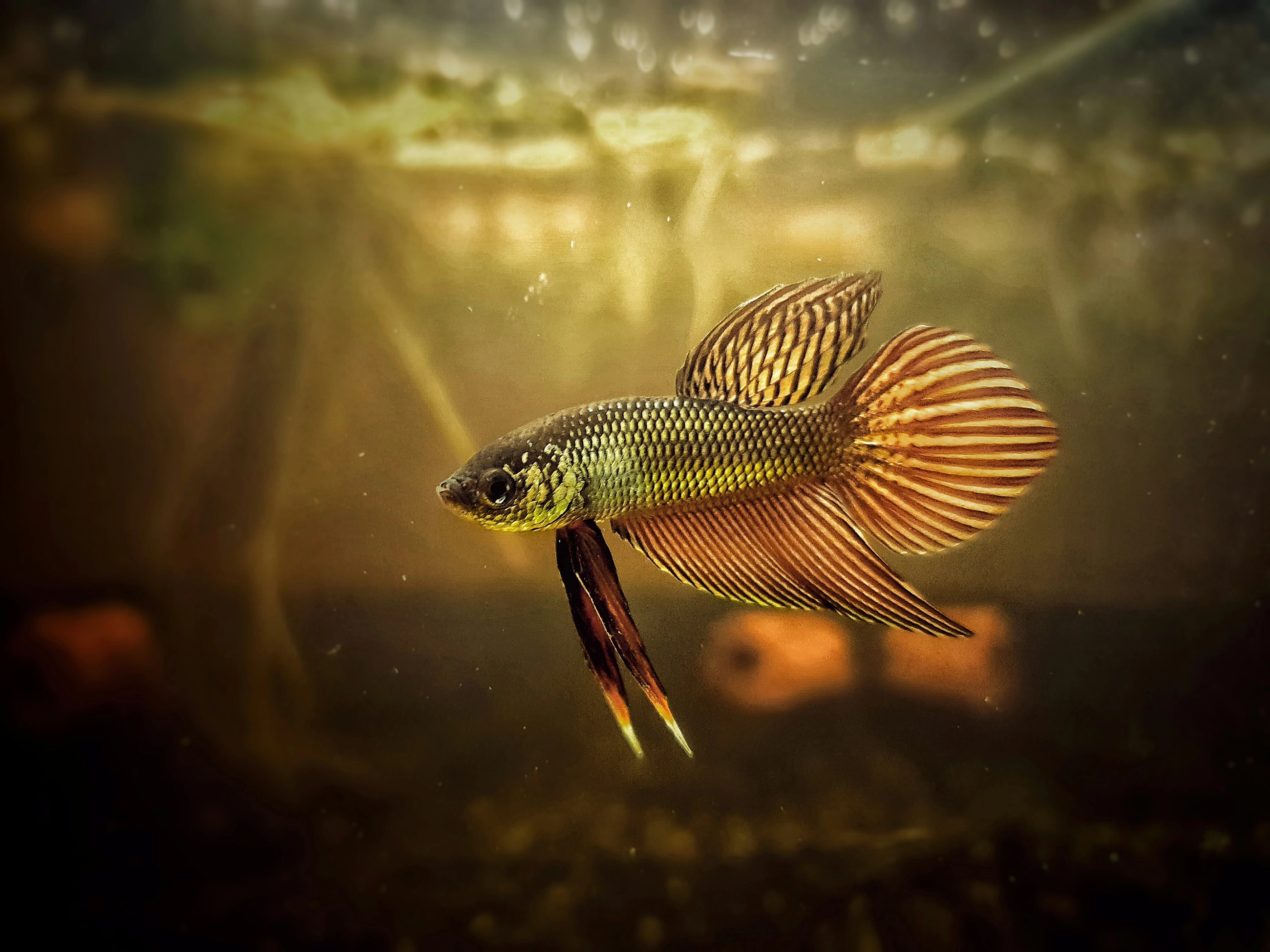 alien. male betta, rare betta fish, wild betta fish