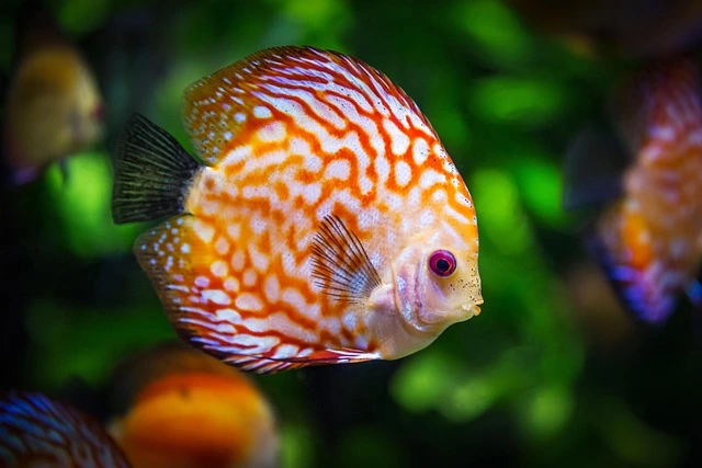 orange discus fish-side view