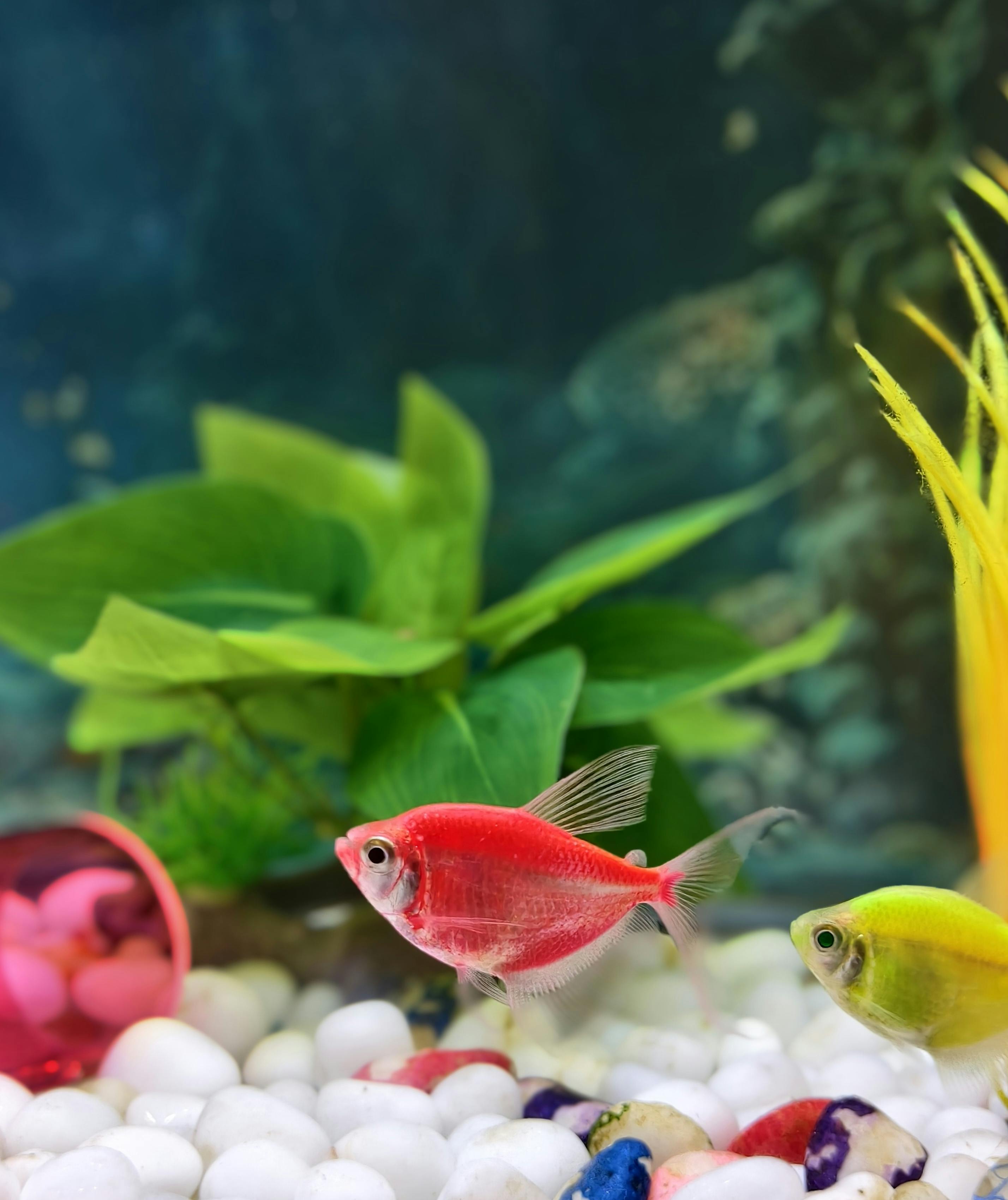 pink and yellow neon tetras swimming