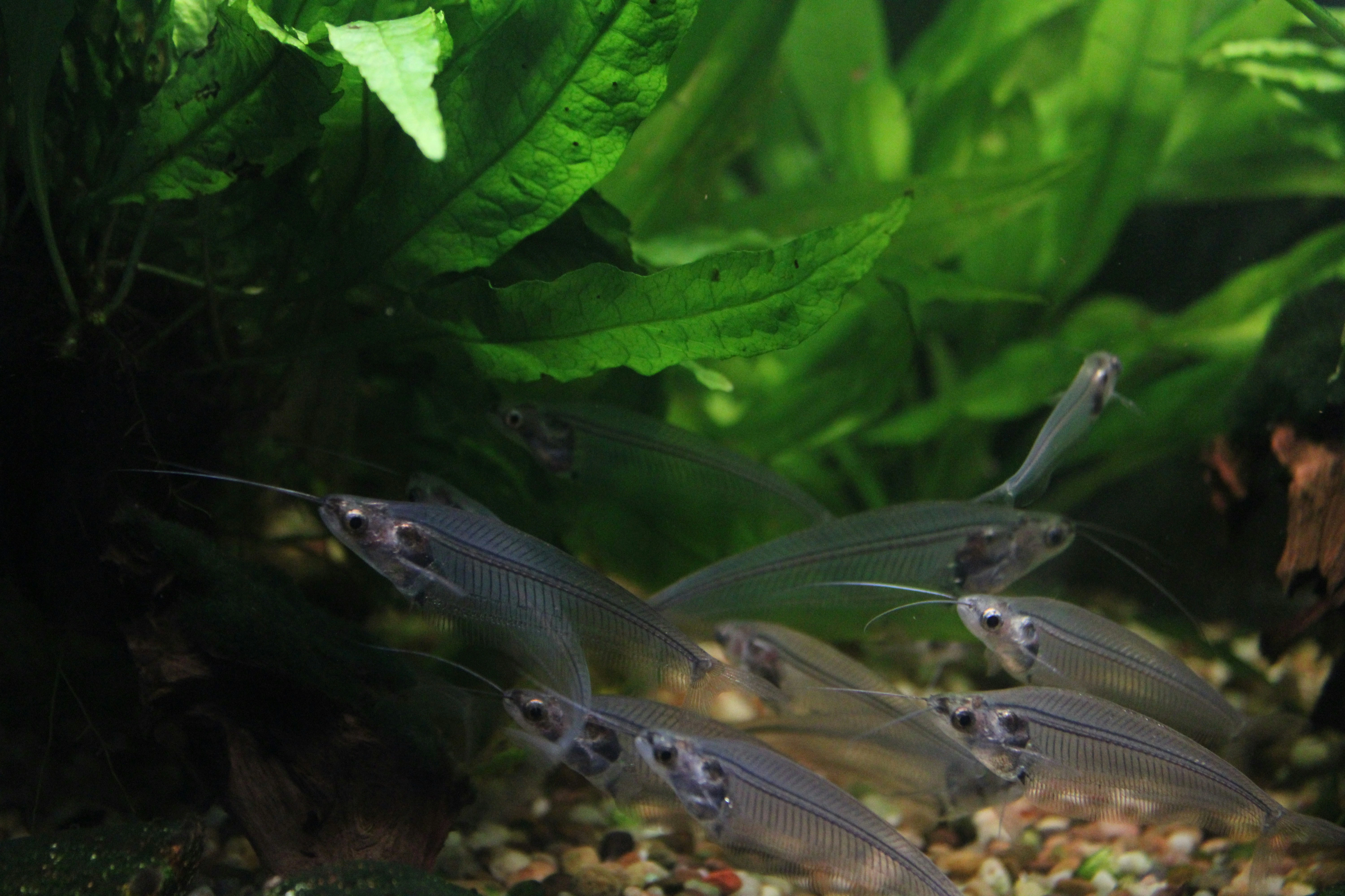 a group of phantom glass catfish swimming together with plants