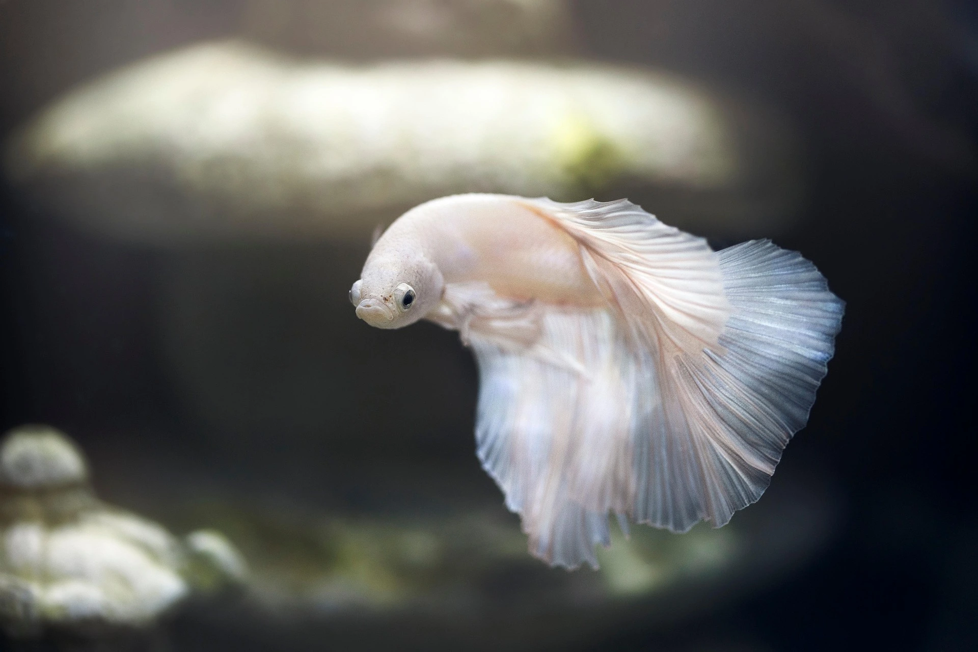A platinum white male betta