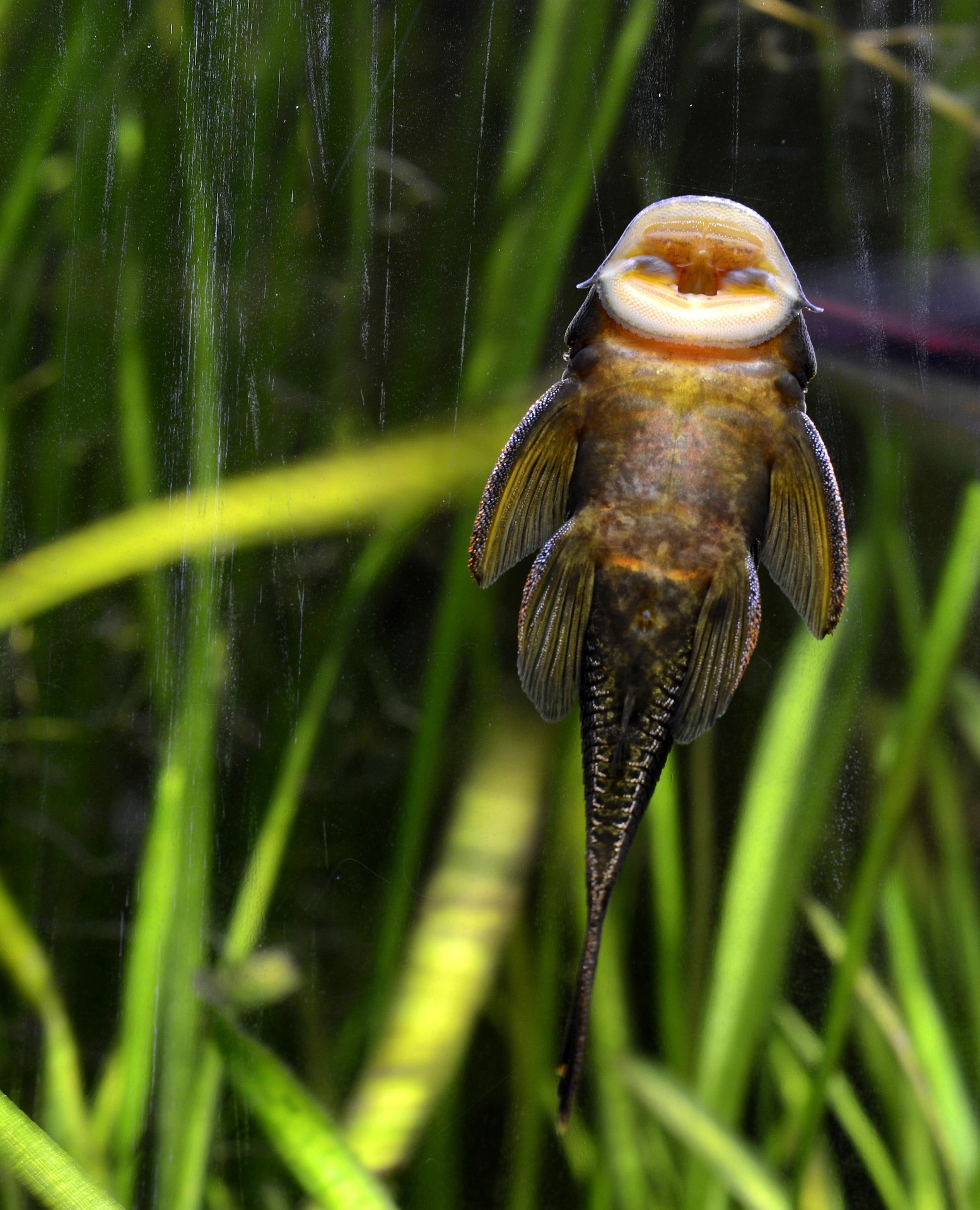 pleco sucking the glass showing its mouth