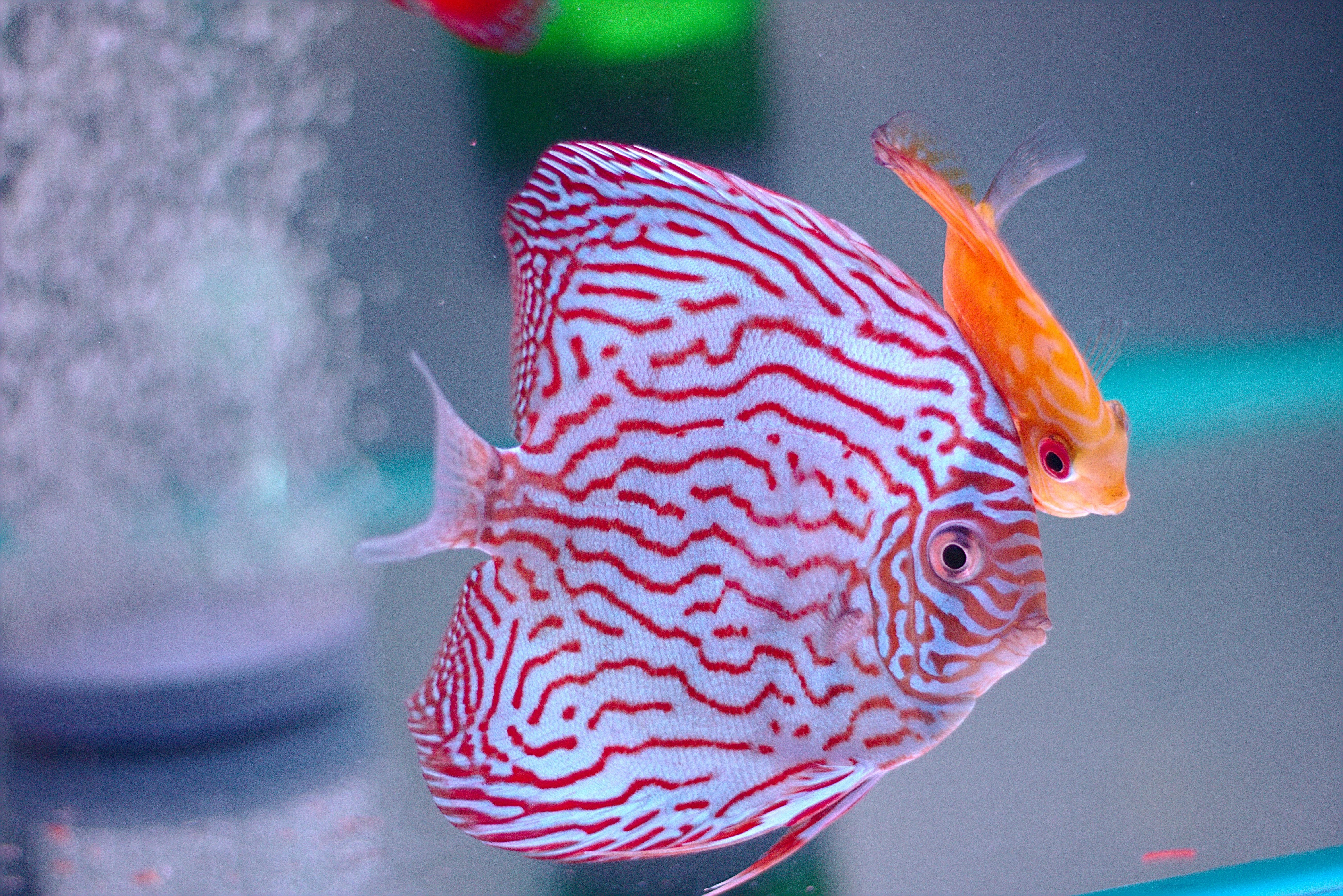 red discus fish-side view