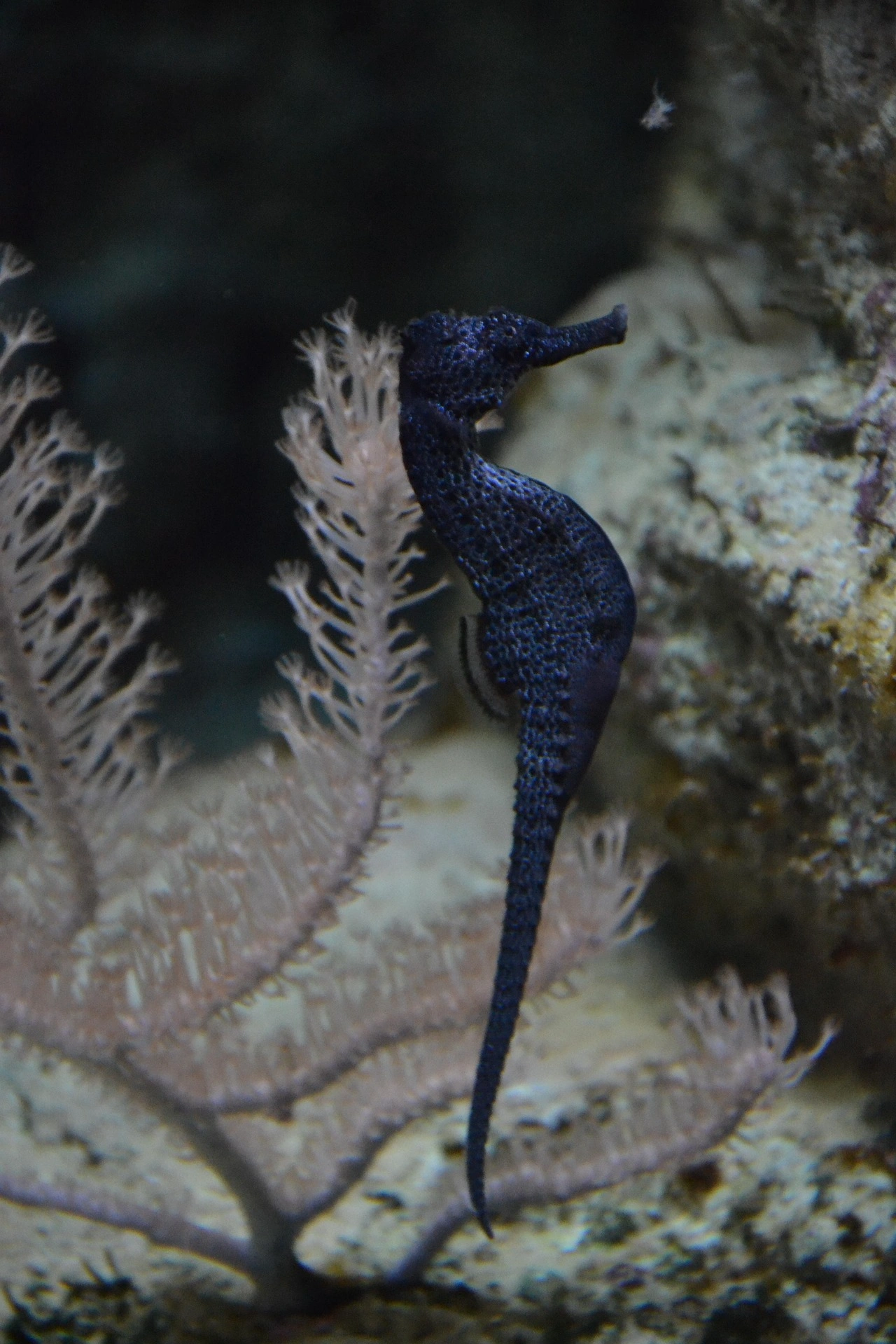 side image of a blue seahorse