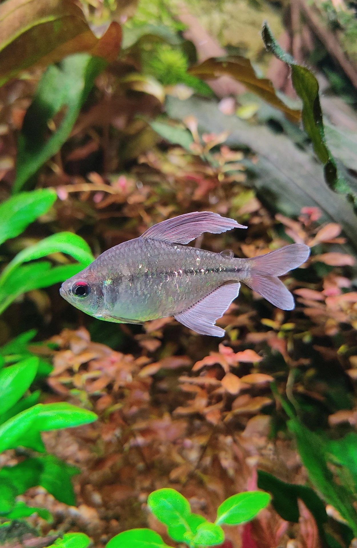 singular tetra fish swimming - side view