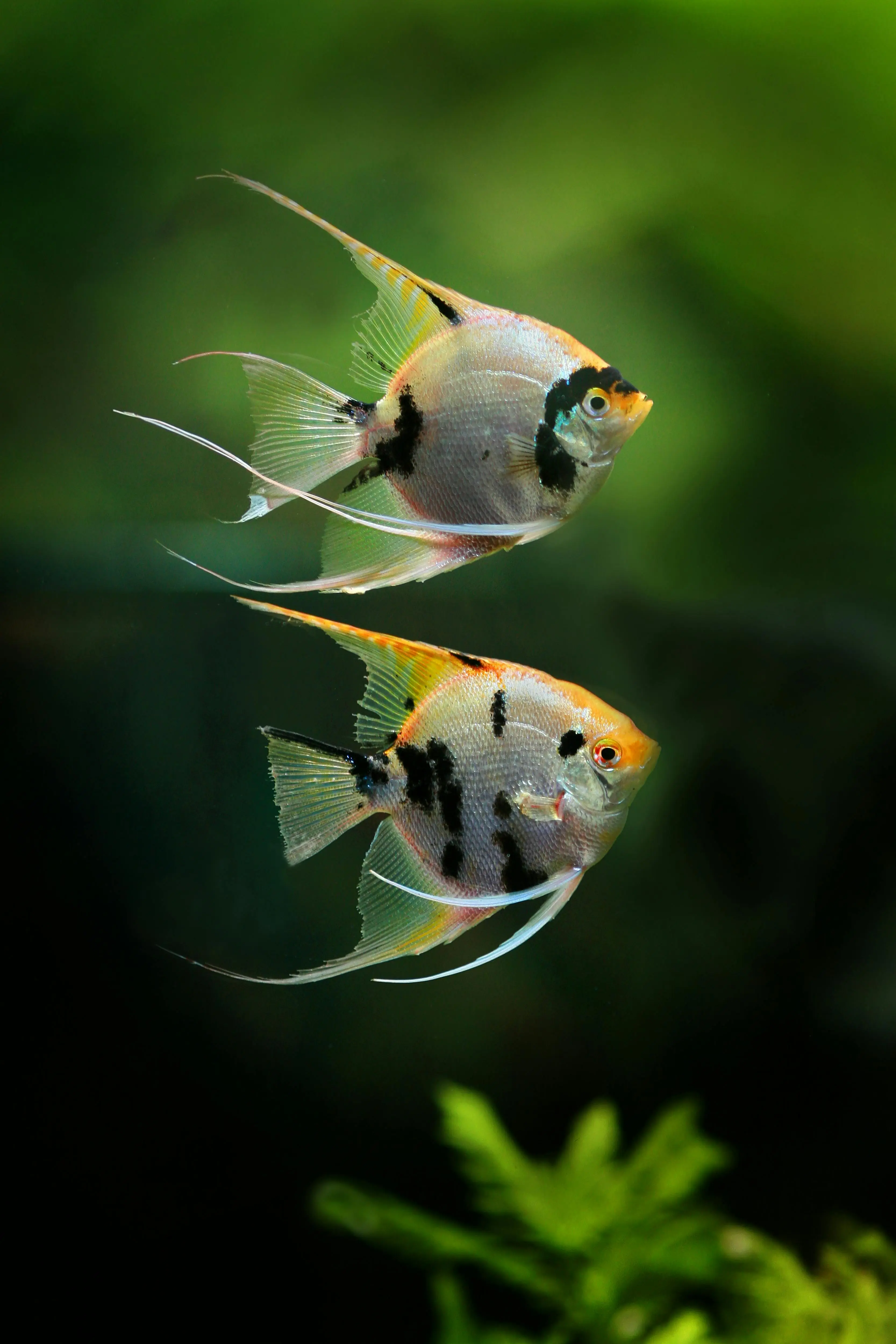 a pair of angel fish swimming-side view