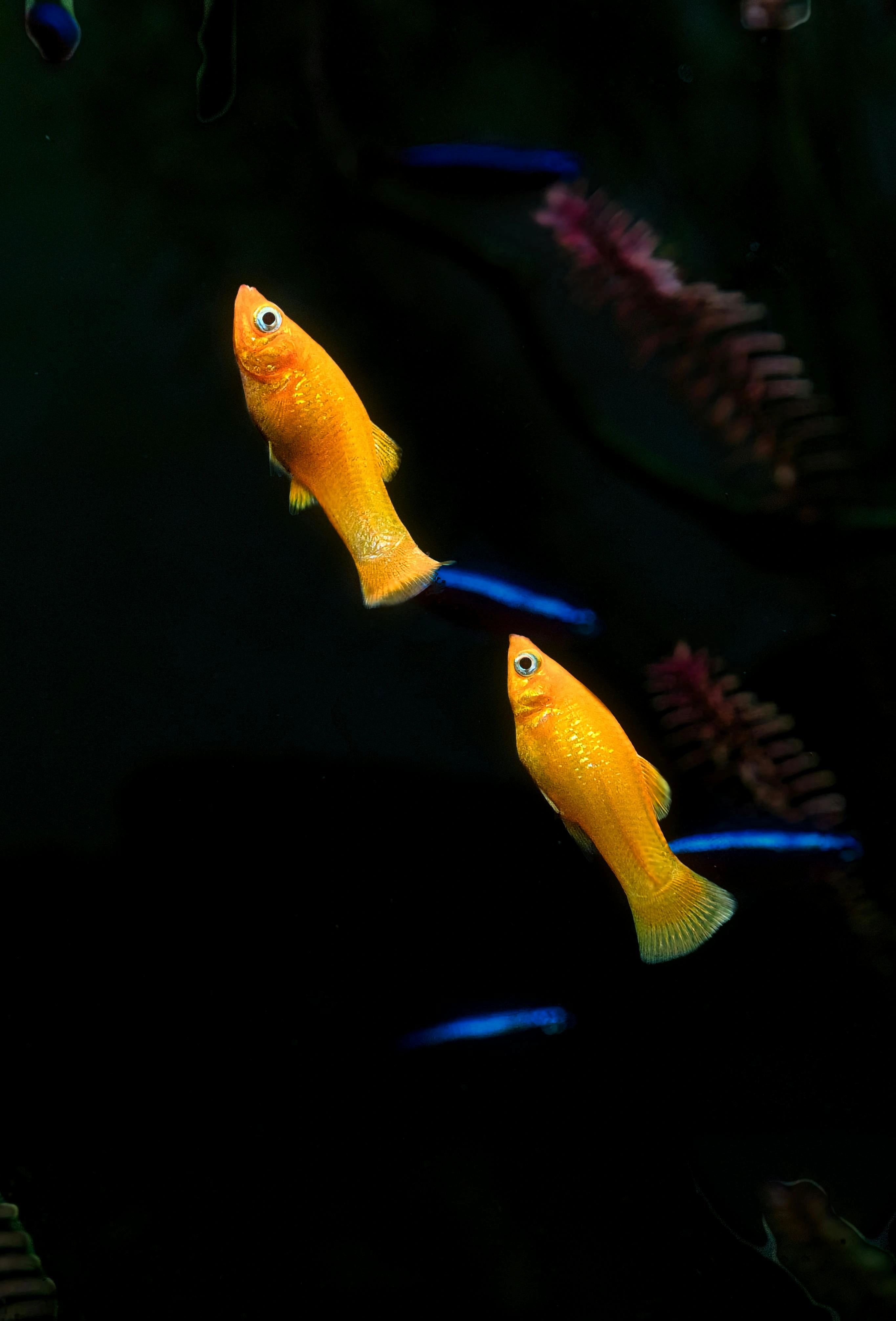 two yellow molly fish swimming upwards